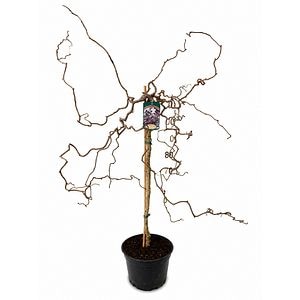 Alun ornamental (Corylus avellana Red Majestic), H 14