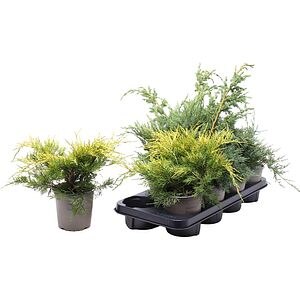 Ienupar Gemende Bak (Juniperus Gemende Bak), D11 cm, H20 cm