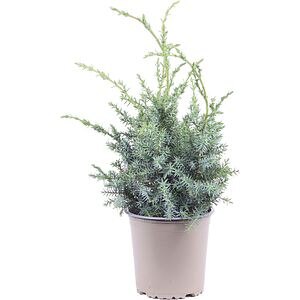 Ienupar Blue Alps (Juniperus chinensis Blue Alps), D13 cm, H30 cm
