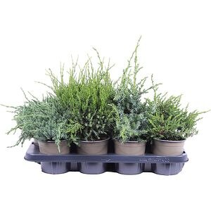 Ienupar Gemende Bak (Juniperus Gemende Bak), D13 cm, H25 cm