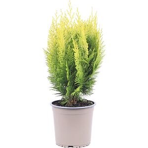 Chiparos Ivonne (Chamaecyparis lawsoniana Ivonne), D15 cm, H30 cm