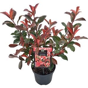 Photinia Carre Rouge, D19 cm, H40 cm
