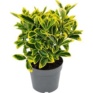 Euonymus Japonicus Aureomarginatus, D17 cm, H25 cm