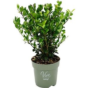 Ilex Crenata Jenny, D10 cm, H28 cm