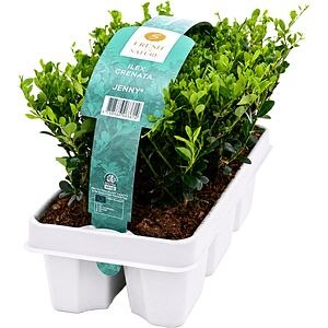 Ilex Crenata Jenny, pachet 6 buc