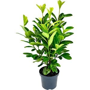 Prunus Novita (Prunus laurocerasus Novita), D17 cm, H55 cm