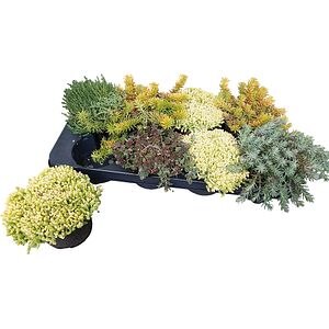 Sedum mix, D14 cm, H5 cm