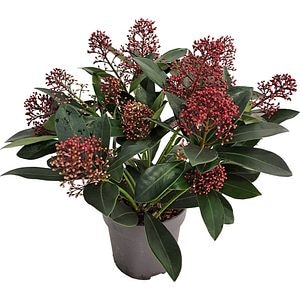Skimmia Jap Rubella, D 13 cm, H 20 cm