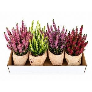 Iarba-neagra (Calluna vulgaris) Beauty Ladies, ghiveci din lut, H 20 cm