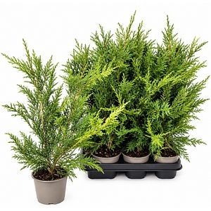 Chiparos Leyland (Cupressocyparis leylandii), H 45 cm