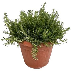 Rozmarin, H 30 cm