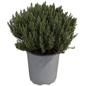 Cimbru Peren, H 30 cm