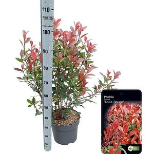 Photinia Carre Rouge (Photinia x fraseri Carre Rouge), D28 cm, H100 cm
