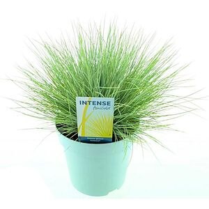 Iarba albastra Amigold, H 30 cm
