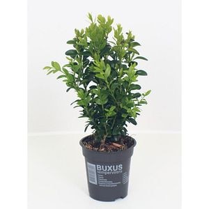 Buxus Sempervirens, D 9 cm, H 25 cm