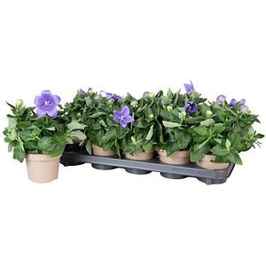 Platycodon mix (Platycodon grandiflorus), D12 cm, H25 cm