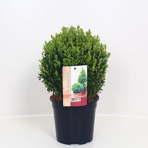 Buxus Sempervirens, D 17 cm, H 30 cm