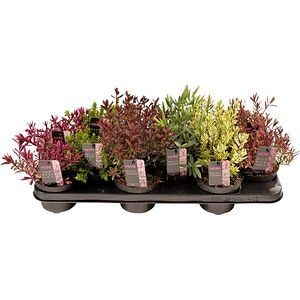 Mix Hebe Magic Colors, D10.5cm, H10cm