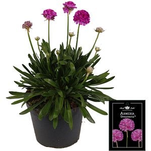 Garofita de mare Armeria Dreameria Sweet Dreams, H 30 cm