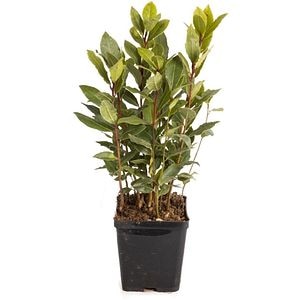 Dafin Laurus Nobilis, H 15 cm