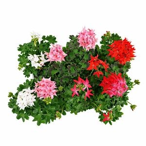 Muscate Zonale Fireworks, H 25 cm