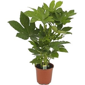Fatsia Japonica D 17 cm, H 60 cm