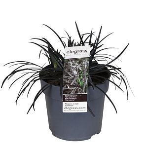 Iarba neagra ornamentala Ophiopogon Pla. Niger, H 40 cm