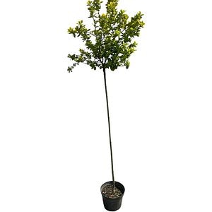 Arbust Ornamental Euonimus J. Bravo, D 24 cm, H 150 cm