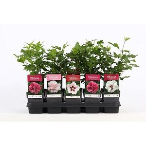 Hibiscus syriacus, H 95 cm