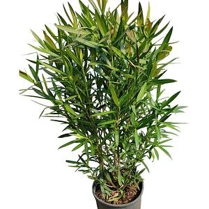 Nerium Oleander, H 1.2m