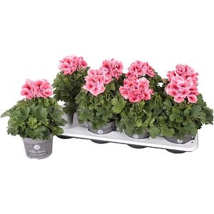 Muscata Grandiflora Bella Donna Angel, H 25 cm