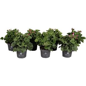 Muscata Grandiflora Bella Donna Angel Parfum, H 25 cm