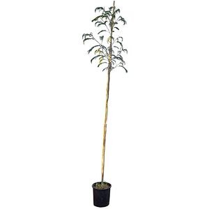 Albizia Julibrissin, D28 cm, H160 cm