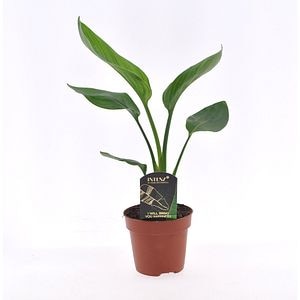 Pasarea paradisului (Strelitzia reginea), H 35 cm