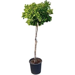 Ginkgo Biloba, D28 cm, H160 cm