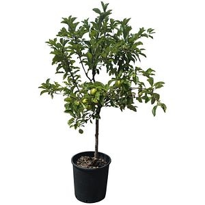 Mar Malus Communis Melo, D 30 cm, H 100 cm