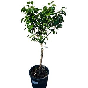 Arbor Fructifer Pyrus Communis Par, D 24 cm, H 100 cm