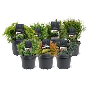 Conifers Basic, D 19 cm, H 40 cm
