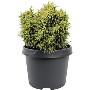 Cryptomeria Japonicus Twinkle Toes, D 19cm, H 20cm