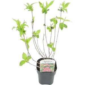 Weigela, D 17cm, H 40cm