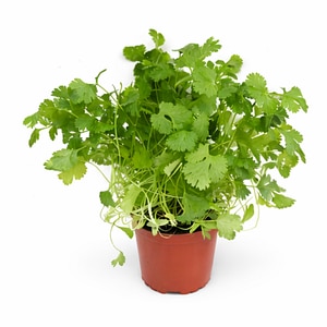 Coriandru, H 30 cm