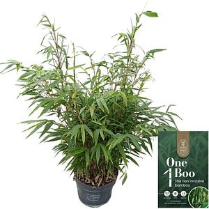 Arbust ornamental Fargesia Rob. Pingwu, H 60 cm