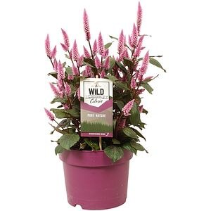 Celosia Wild Pink, D 19cm, H 48cm