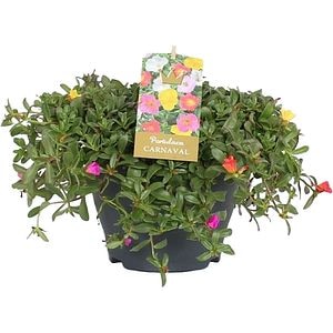 Portulaca Carnaval, D15 cm, H15 cm