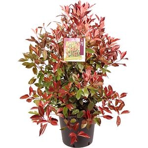 Photinia Red Robin, D 40 cm, H 150 cm