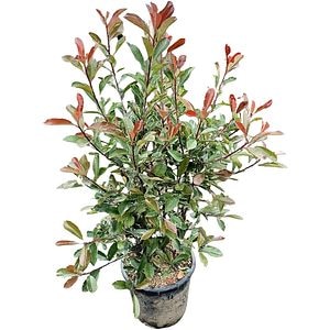 Photinia Pink Marble, D 40 cm, H 130 cm