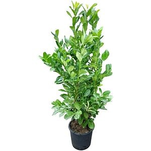 Prunus Laurocerasus Rotundifolia, D 40 cm, H 180 cm