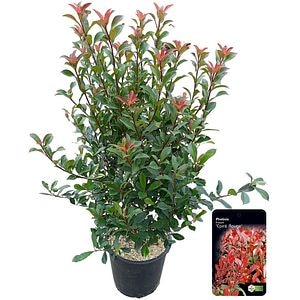 Photinia Carre Rouge, D 40 cm, H 120 cm