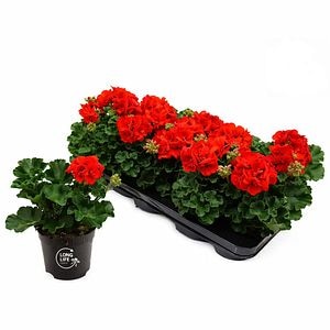 Muscate Zonale Long Life, H 22 cm