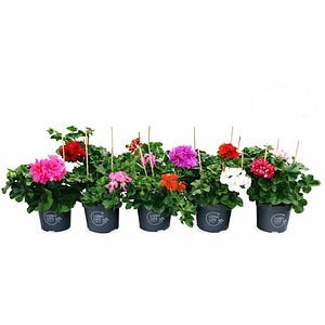 Muscata Peltatum Long Life, H 22 cm